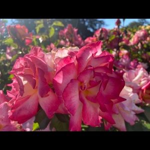 Meet your Posher, Lucia